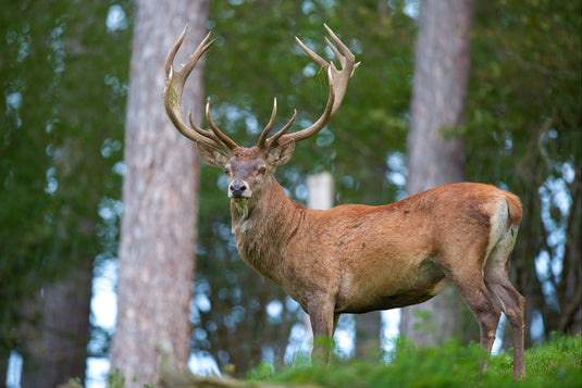 deerhunting in Ireland