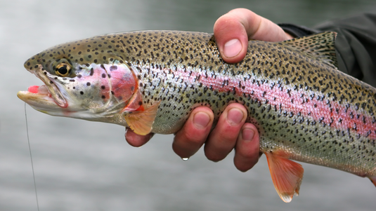 Trout Fishing Tips: 9 Simple Tricks To Improve Your Trout Fishing