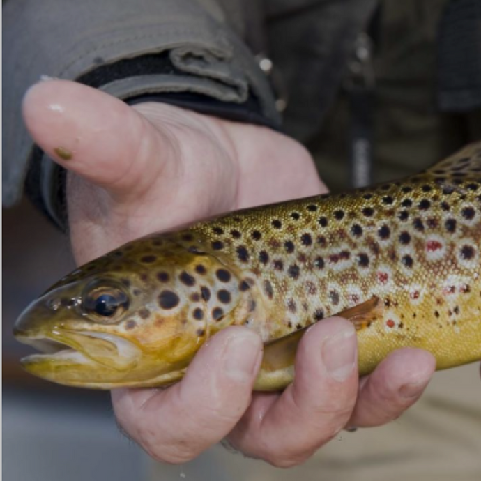 Video: Trout Spawning In Lough Corrib 2023