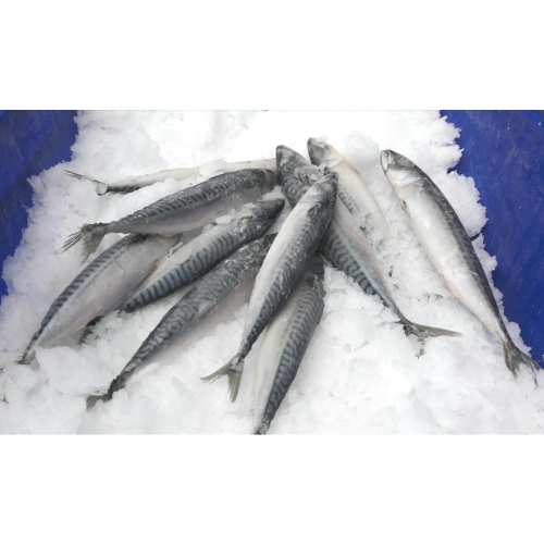 Wildhunter.ie - Frozen | Mackerel | Line caught 3 pack mackerel -  Dead & Live Bait 