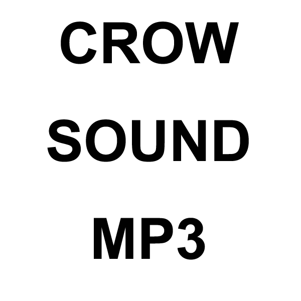 Wildhunter.ie - Crow MP3 Sound Download -  MP3 Downloads 