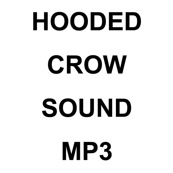 Wildhunter.ie - Hooded Crow MP3 Sound Download -  MP3 Downloads 