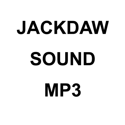 Wildhunter.ie - Jackdaw MP3 Sound Download -  MP3 Downloads 